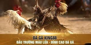 Sảnh Đá Gà King88: Điểm Đến Lý Tưởng Cho Tín Đồ Đá Gà Trực Tuyến